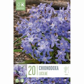 Chionodoxa Luciliae - 20 Bulbs
